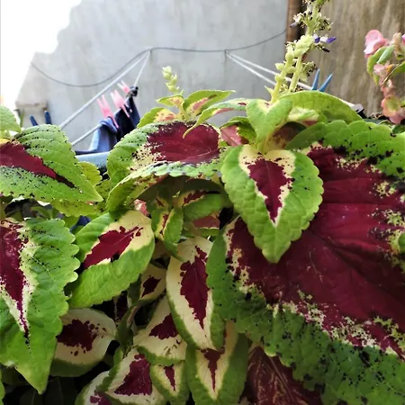 Kovacic_grubisic Апартаменти *